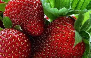 هر روز 1 تا 4 فنجان توت فرنگی بخورید 