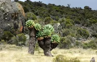 درختچۀ غول‌پیکری که فقط در اطراف یک آتشفشان در آفریقا رشد می‌کند 