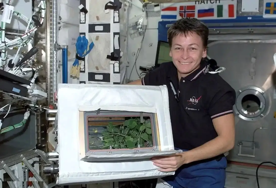  اگر جاذبه نباشد، گیاهان چگونه رشد خواهند کرد؟