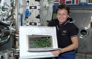  اگر جاذبه نباشد، گیاهان چگونه رشد خواهند کرد؟