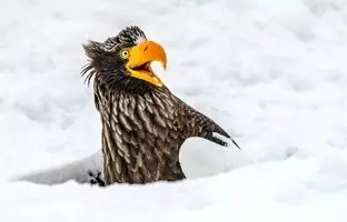 تصاویر برگزیده مسابقه عکاسی کمدی حیات‌وحش 2025 نیکون مشخص شدند 