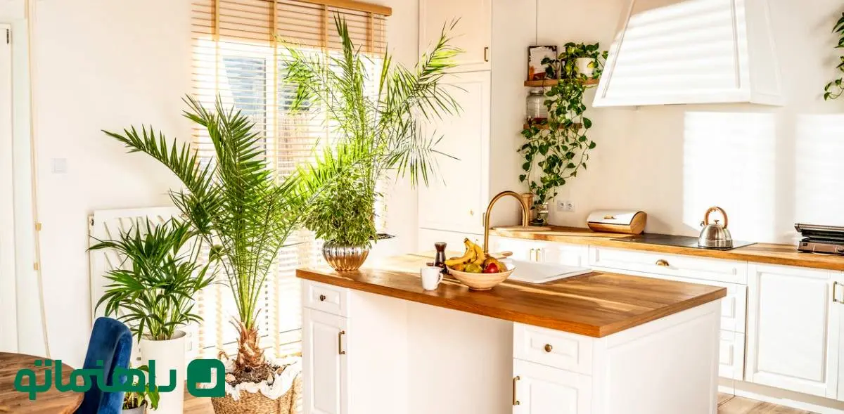دکوراسیون سبز؛ تصفیه هوای آشپزخانه به شکل طبیعی با این گیاهان آپارتمانی