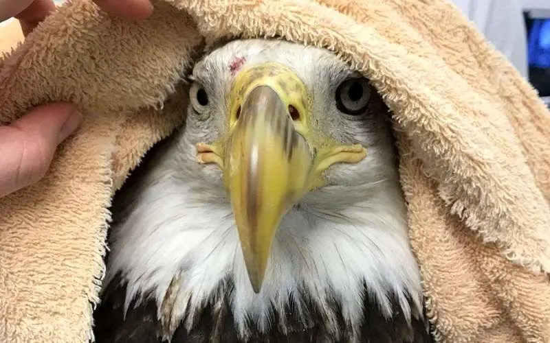 مرد شجاع فلوریدایی برای نجات عقاب سرسفید، به دریاچه‌ای پر از تمساح شیرجه زد + ویدئو