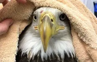 مرد شجاع فلوریدایی برای نجات عقاب سرسفید، به دریاچه‌ای پر از تمساح شیرجه زد + ویدئو