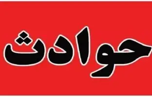 طوطی‌های گرسنه با گاز گرفتن سیمها، برق این شهر را قطع کردند!