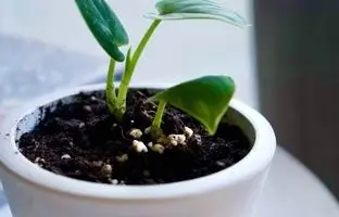 چرا خاک گلدان کپک می زد؟ +راه حل