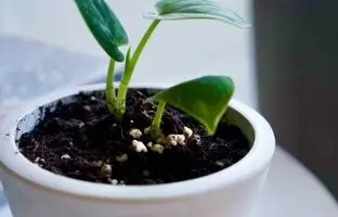 چرا خاک گلدان کپک می زد؟ +راه حل