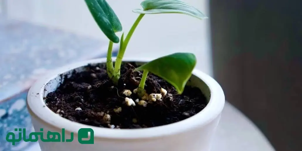 چرا خاک گلدان کپک می زد؟ +راه حل