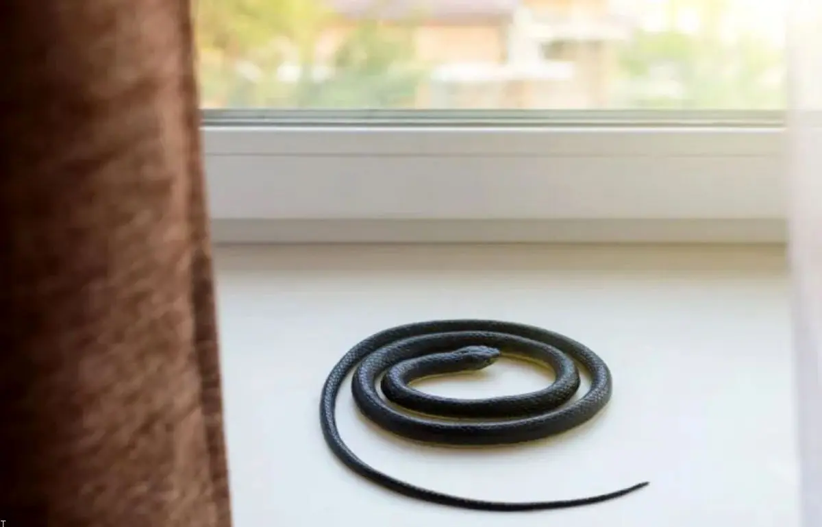 
گیرانداختن ۱۰۲ مار در یک خانه
