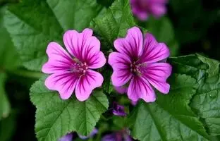 خواص دمنوش گل پنیرک ؛ نحوه مصرف پنیرک
