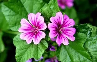 خواص دمنوش گل پنیرک ؛ نحوه مصرف پنیرک