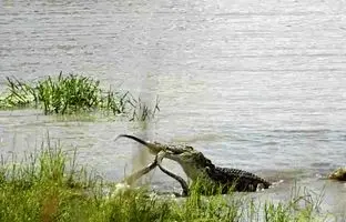 درگیری وحشیانه مار پایتون و کروکودیل در قلب آفریقا! + ویدئو