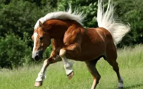 اسب هافلینگر؛ نژادی با زیباترین یال و دم جهان که چشمانش از تمام نژاد‌های اسب بزرگتر است + عکس