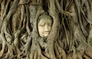 زیباترین و عجیب ترین درخت های جهان + ویدئو