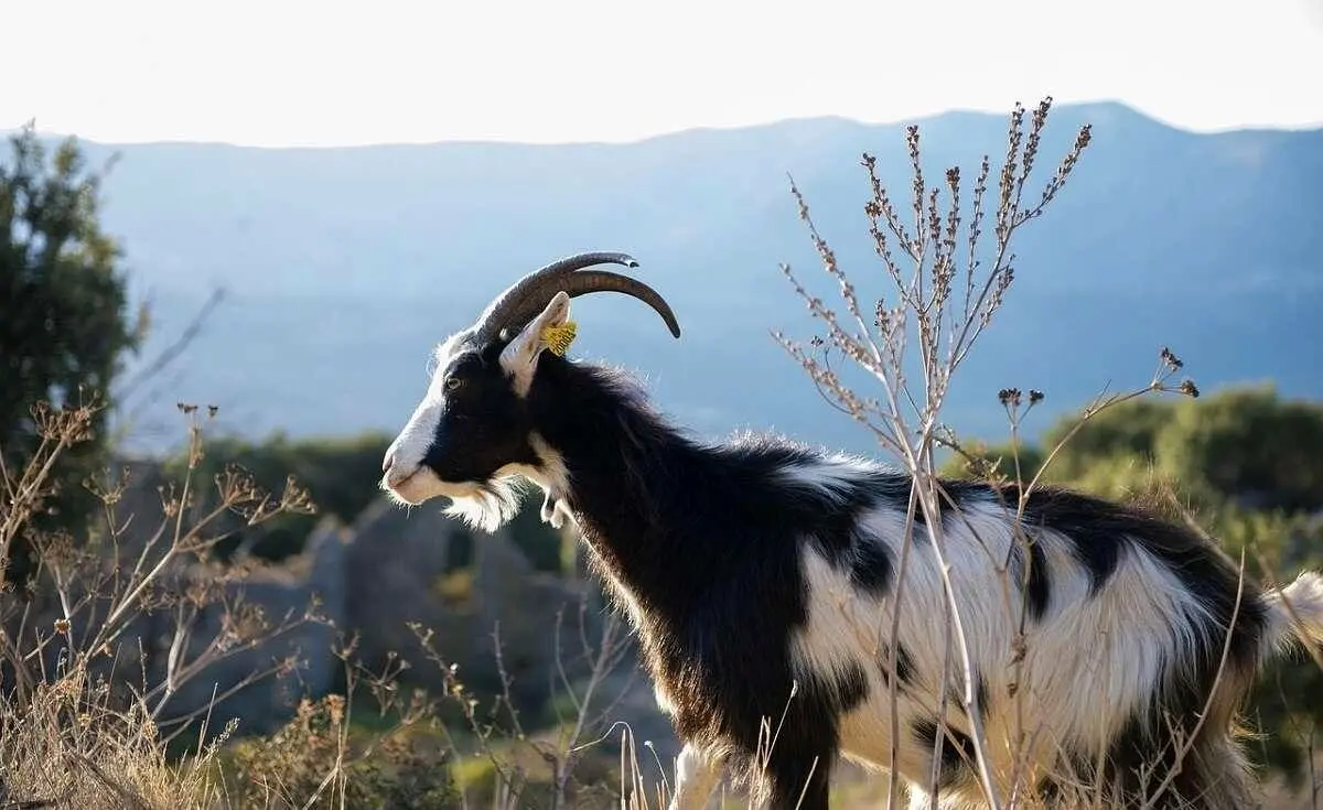  عجیب‌ترین بز جهان که سه شاخ دارد! + ویدئو