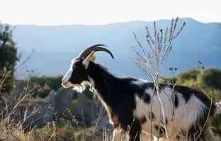  عجیب‌ترین بز جهان که سه شاخ دارد! + ویدئو