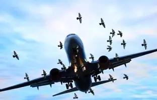 لحظه برخورد یک پرنده با هواپیمای بوئینگ ۷۳۷ در ایران/ باقیمانده ضربه روی شیشه هواپیما + ویدئو