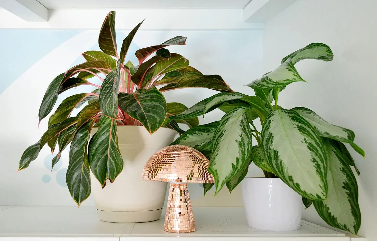 چرا برگ‌های آگلونما بی‌حال می شوند؟ راه نجات گیاه محبوب‌تان اینجاست!