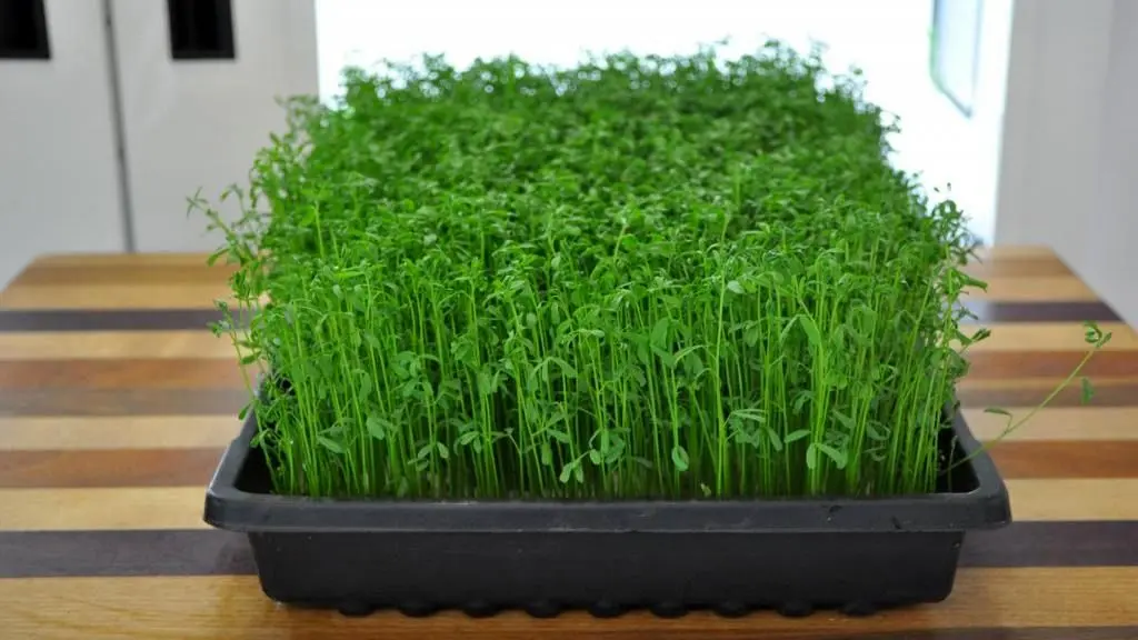 راهنمای سفره هفت سین 1404: کاشت سبزه عدس با تمام نکات و فوت و فن‌ها