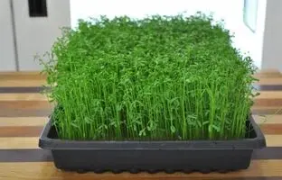 راهنمای سفره هفت سین 1404: کاشت سبزه عدس با تمام نکات و فوت و فن‌ها