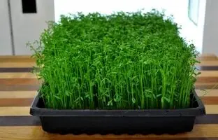 راهنمای سفره هفت سین 1404: کاشت سبزه عدس با تمام نکات و فوت و فن‌ها