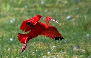 تصاویری شگفت‌انگیز از «لک‌لک قرمز» که یکی از سرخ‌ترین پرندگان جهان است + ویدئو