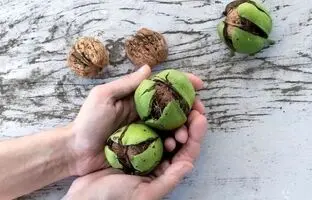 چطور رنگ گردو را از دست پاک کنیم؟ /روش پوست کندن گردو بدون سیاه شدن دست