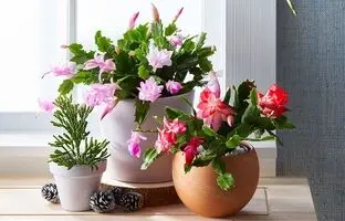 ۶ کاکتوس شیک که دکور منزلتان را متحول می‌کنند