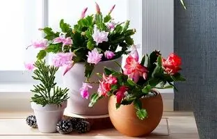۶ کاکتوس شیک که دکور منزلتان را متحول می‌کنند