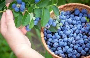 تا حالا مزرعه بلوبری در ایران دیده‌اید؟/ تصاویری جالب از اولین مزرعه بلوبری در ساری