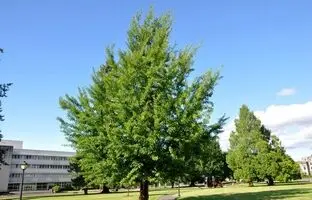 درختی قدیمی‌تر از دایناسورها که انفجار هسته‌ای هم نتوانست نابودش کند