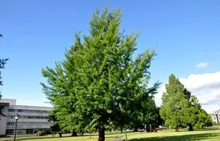 درختی قدیمی‌تر از دایناسورها که انفجار هسته‌ای هم نتوانست نابودش کند