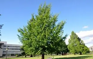 درختی قدیمی‌تر از دایناسورها که انفجار هسته‌ای هم نتوانست نابودش کند