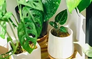 از اکسیژن تا رطوبت: تاثیرات مختلف گیاهان آپارتمانی بر هوای خانه