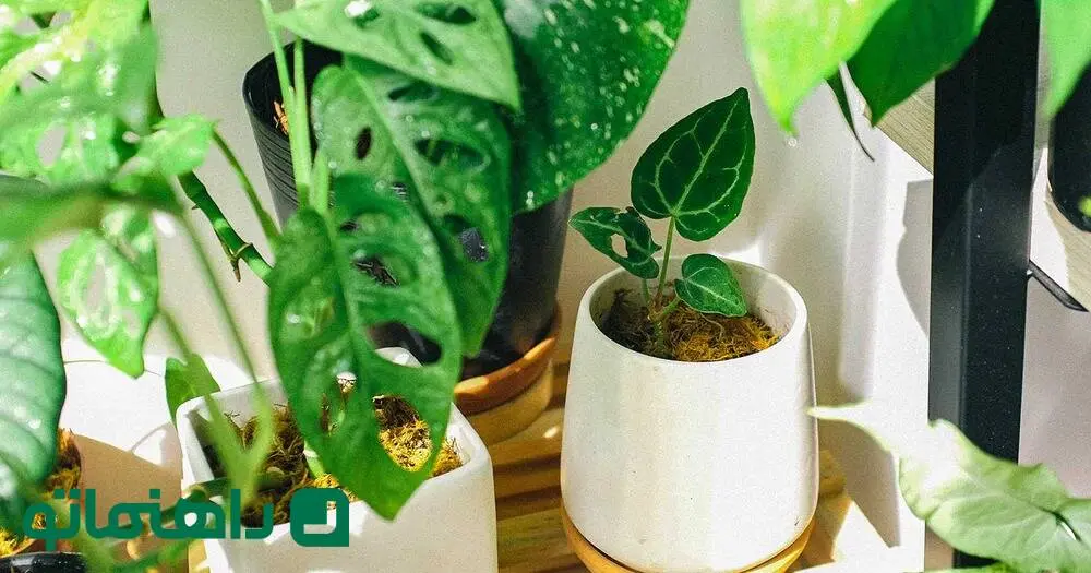 از اکسیژن تا رطوبت: تاثیرات مختلف گیاهان آپارتمانی بر هوای خانه