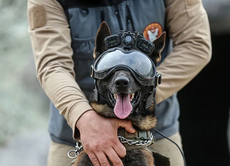 سگ‌های ویژه ارتش ترکیه اینجا تربیت می شوند + ویدئو