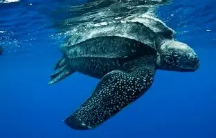 جان باختن ۳ نفر با خوردن خورش لاک‌پشت دریایی
