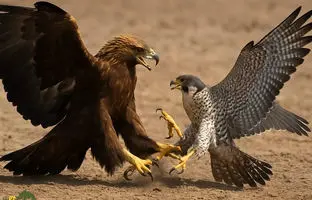 کدام حیوانات سریع‌ترین بینایی را دارند؟