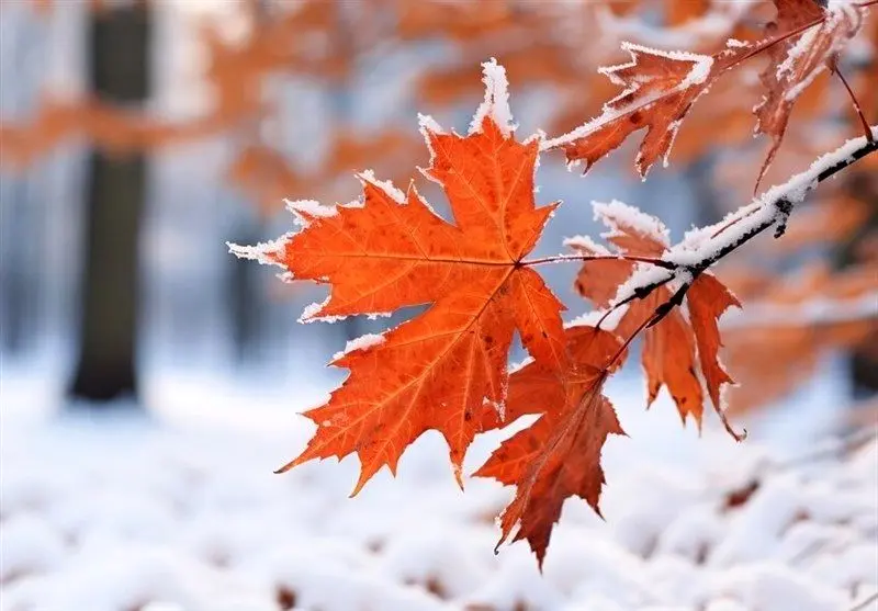  تعطیلی دیرهنگام مدارس اردبیل به دلیل بارش برف 