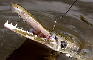 دایناسورها هم حریف این جانور نشدند + عکس