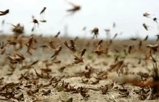 حمله انفجاری ملخ‌ها مزارع استرالیا را نابود کرد +ویدئو