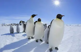 آیا مدفوع پنگوئن ها هوا را خنک می کند؟