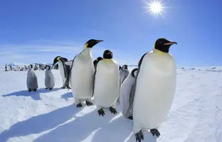 آیا مدفوع پنگوئن ها هوا را خنک می کند؟