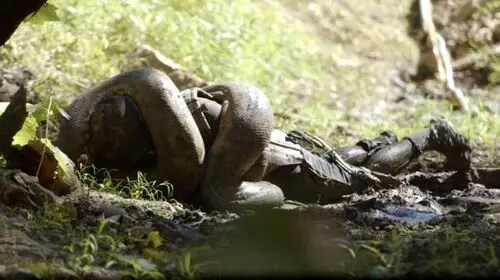 مار غول‌پیکر در حال آدم خوردن + تصویر