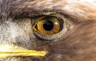 قوی‌ترین چشمان دنیا؛ کدام حیوان بهترین بینایی را دارد؟ 