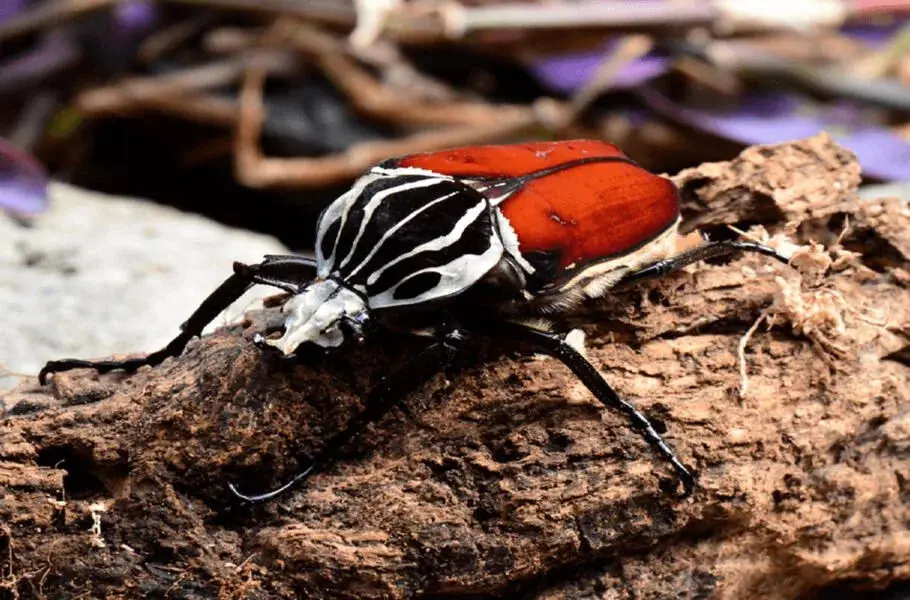 تقاضا برای شکلات بزرگ‌ترین حشره جهان را در معرض خطر انقراض قرار داده است