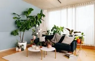 8 گیاه آپارتمانی شیک ولی ارزان که خونه رو لوکس‌تر نشون میدن 