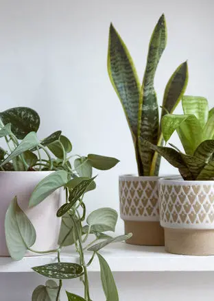 ۵ گیاه آپارتمانی که واقعاً هوای خانه را تصفیه می‌کنند