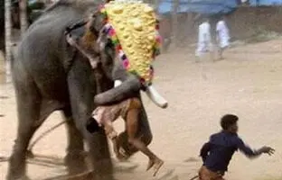 لحظه هولناک حمله فیل هندی به مردم + ویدئو