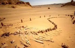 بیابانی که گورستان «نهنگ‌های پادار ماقبل تاریخ» است
